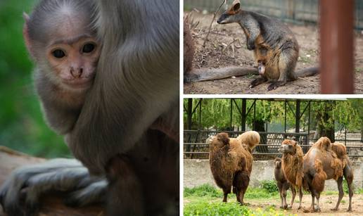 Proljeće je stiglo: Baby-boom donio prinove valabija i langura