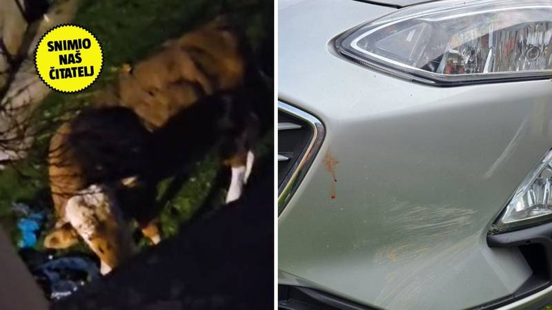 VIDEO Bijesni bik hara selom: 'Djeca se boje i ne izlaze van. Uništava aute i napada ljude'