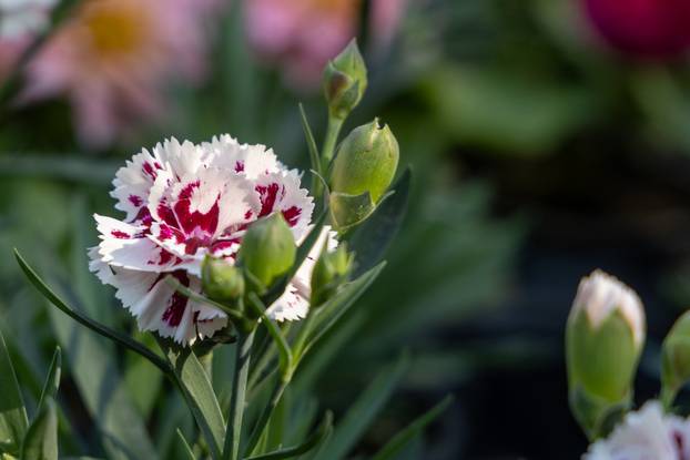 Svetivinčenat: Fešta od Rožic