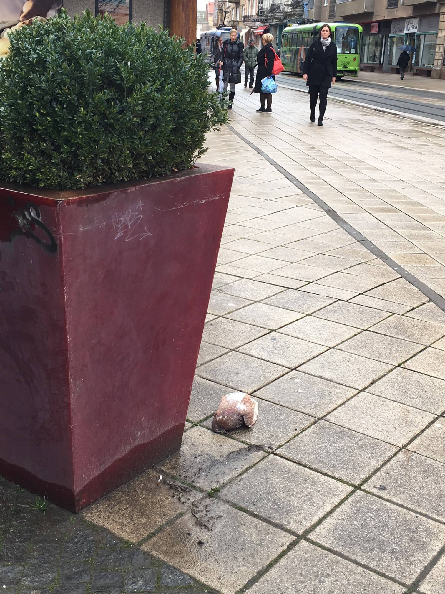 Šok u Osijeku: U cijelom gradu ugibaju golubovi, otrovani su?