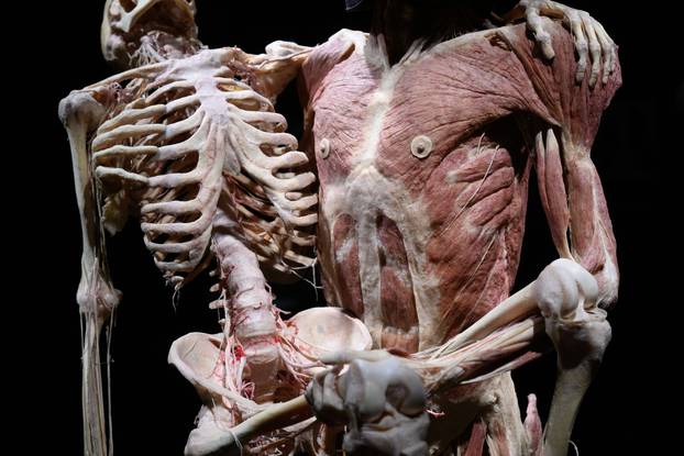 Zagreb: Konferencija uoči otvorenja izložbe seciranih ljudskih tijela Body Worlds Vital