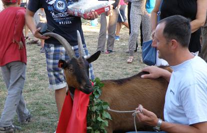 Pomela je konkurenciju:  Miss Roška je najljepša koza u Istri