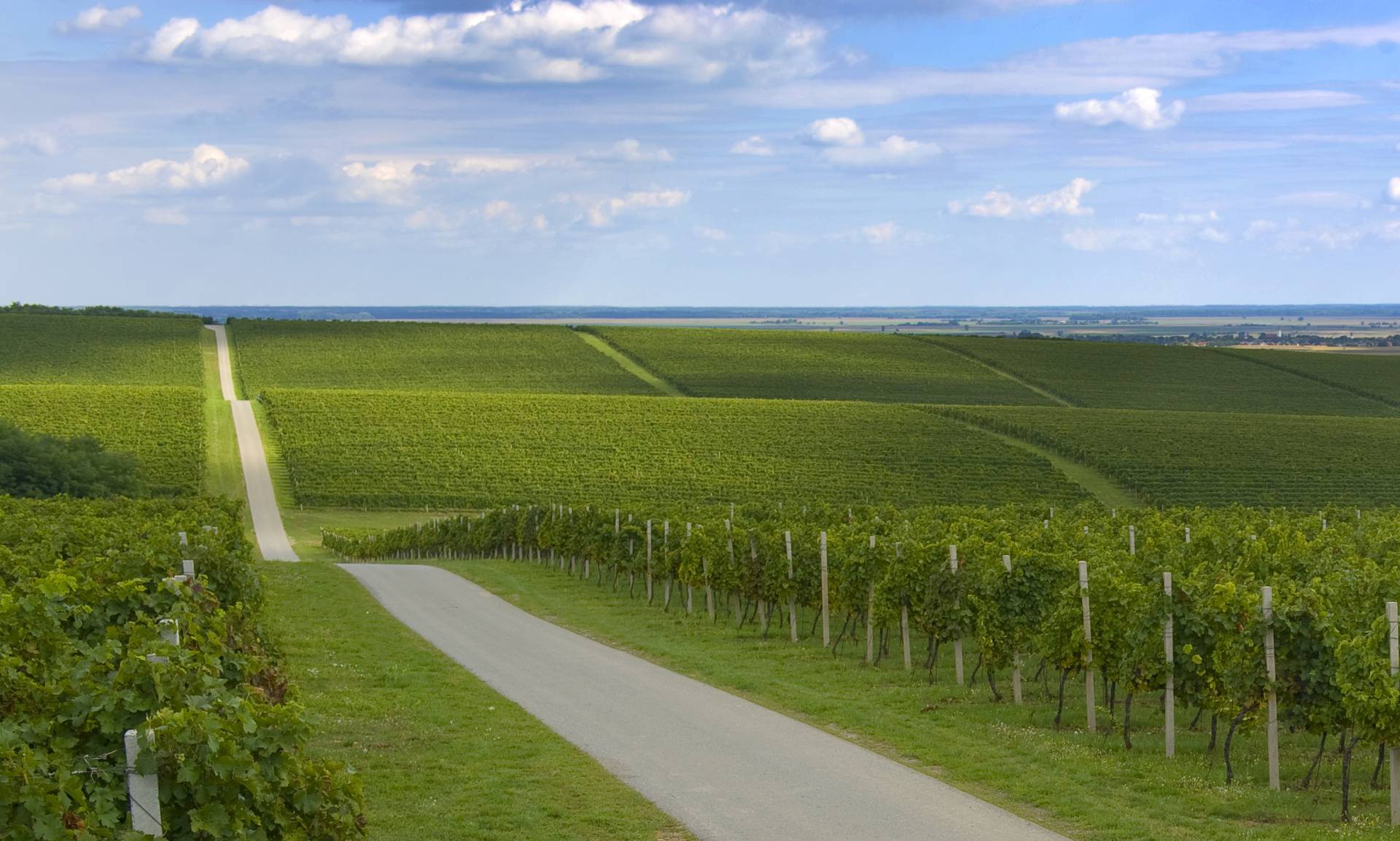 Svjetski uspjeh Vina Belje: Cabernet sauvignon Merlotom uvršten među najbolja vina