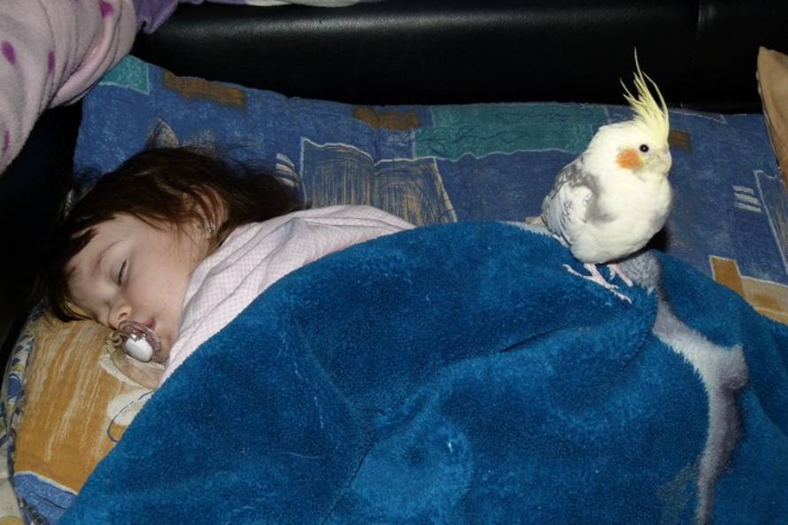 24Ljubimci/Daj šapu