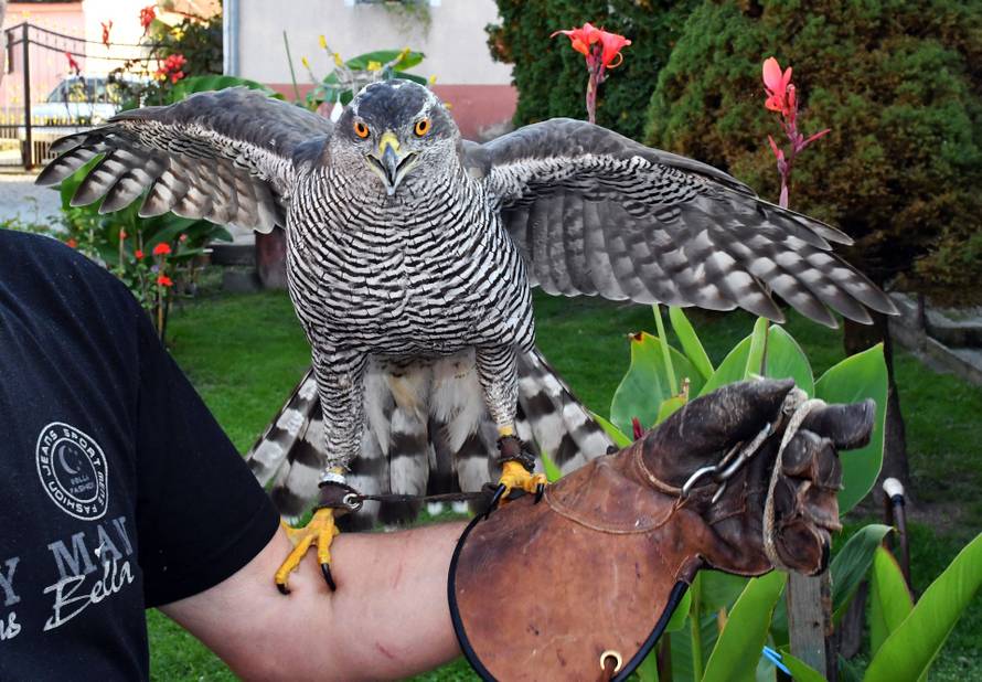 Sokolar Stjepan Alaber iz Zagrađa pokraj Pleternice