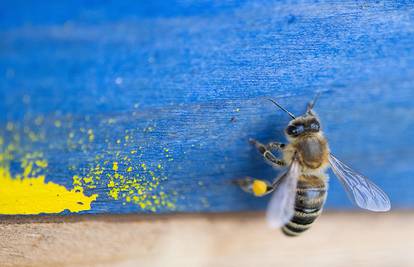 Zbog klimatskog kaosa nestaju pčele: Ubijamo ih i pesticidima