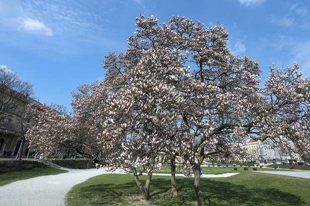 Zagreb: Prekrasno stablo magnolije ponovno  uljepšalo Trg kralja Tomislava