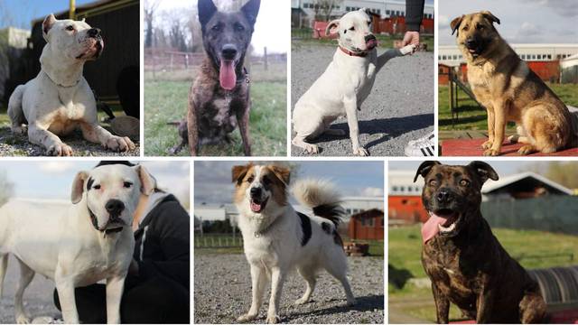 Pomozite pronaći dom ovim psima: 'Njih baš nitko ne želi'
