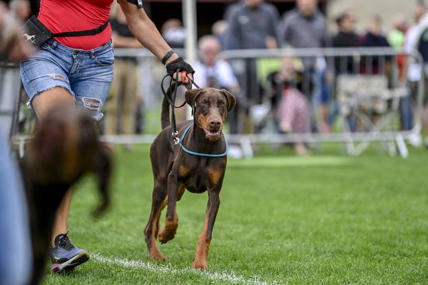 Velika Gorica: IDC Svjetsko prvenstvo pasmine doberman