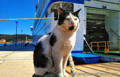 Višani traže mačka pomorca: Popeo se, izgleda na krivi brod