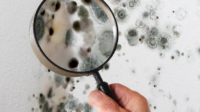 Man with magnifying glass checking mold fungus