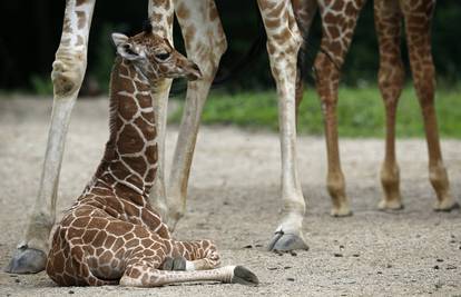 Pod budnim oko mame malena žirafa je prohodala