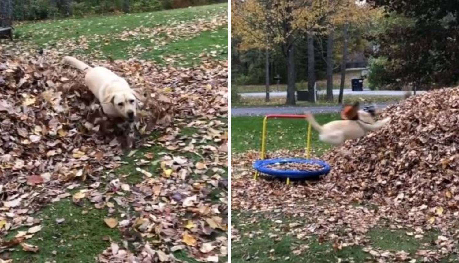 Labradoricu obožavaju tisuće: Ne može odoljeti palom lišću!