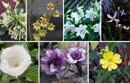 7 vrsta cvijeća koje cvjeta samo noću: Zamislite imati ih u vrtu