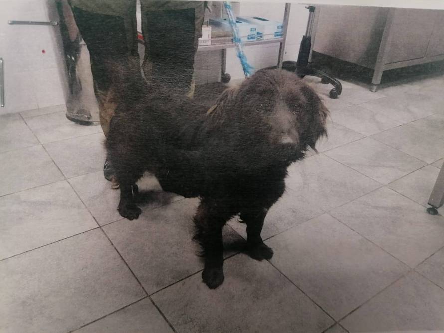 I ljubimci stradali u potresu sada trebaju krov nad glavom