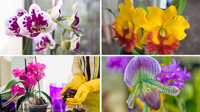 Obožavate orhideje određenih boja? Evo što to otkriva o vama i top savjeti kako ih uzgajati