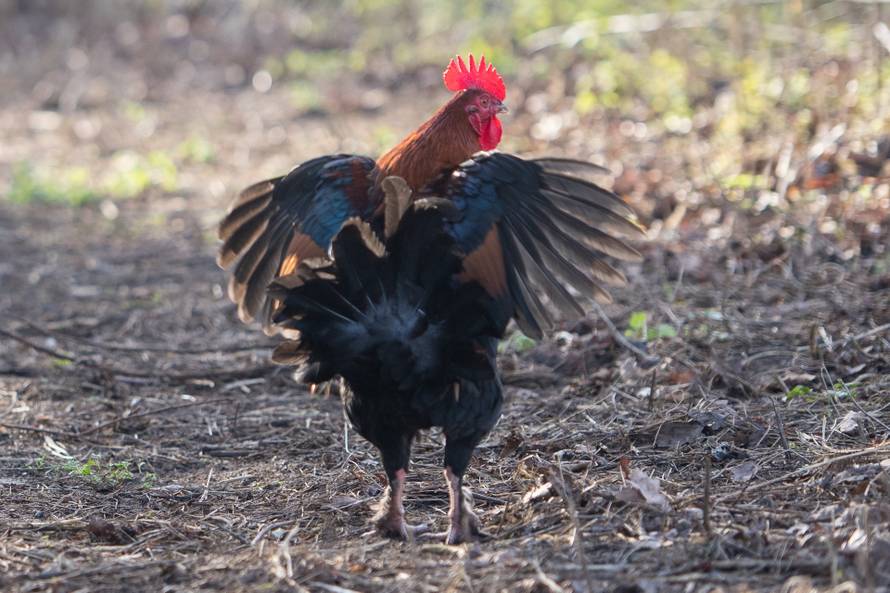 Feral chickens in Diss
