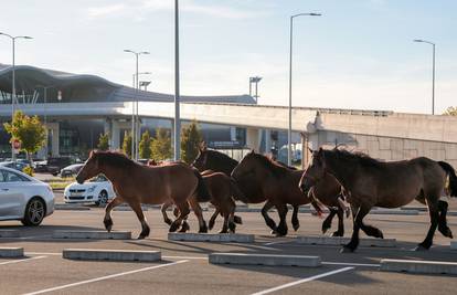 VIDEO Iznenađenje kod zračne luke u V. Gorici: 'Nasred ceste - konji. I njima se putuje, izgleda'