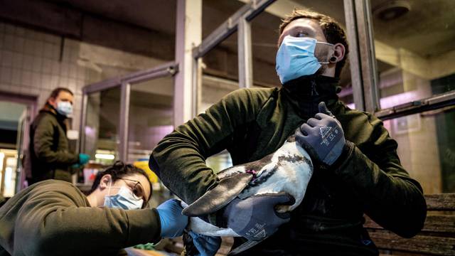 Humboldt penguins get vaccines against bird flu at Copenhagen Zoo