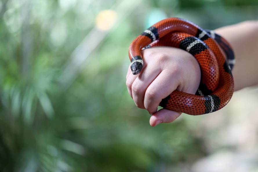 Mimikrija u zagrebačkom ZOO: Zaigrajte igru skrivača s nama!