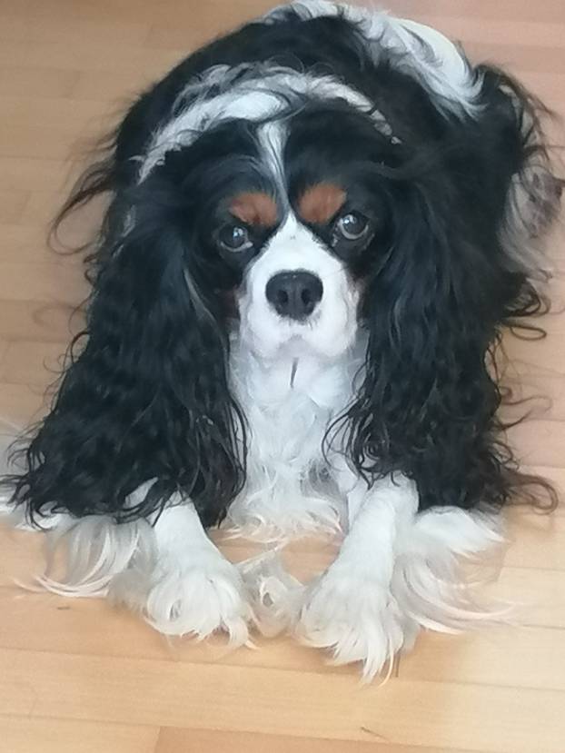 SUPER FOTKE vaših ljubimaca! Neki bi mogli biti viralni hit, ali svi su jednostavno neodoljivi