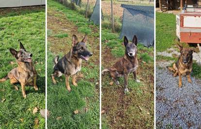 Udomite pse koji su tražili mine: 'Hrabro su spašavali ljudske živote, a sada traže novi dom'