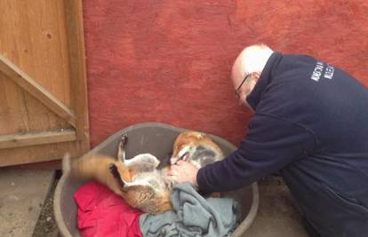 Video: Divlja lisica spašena od smrti zahvaljuje spasiteljima