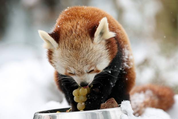 Zagreb: Snježno prijepodne u zoološkom vrtu