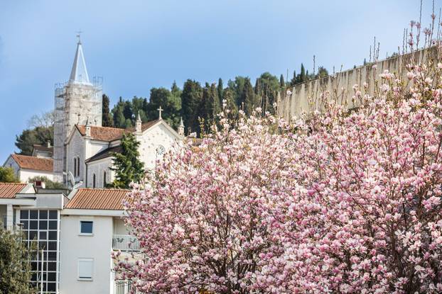 Magnolije u cvatu u Opuzenu