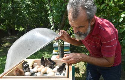 Pčele grijale jaja i stigli - pilići! 'Malo im je čudno kad pijuču...'