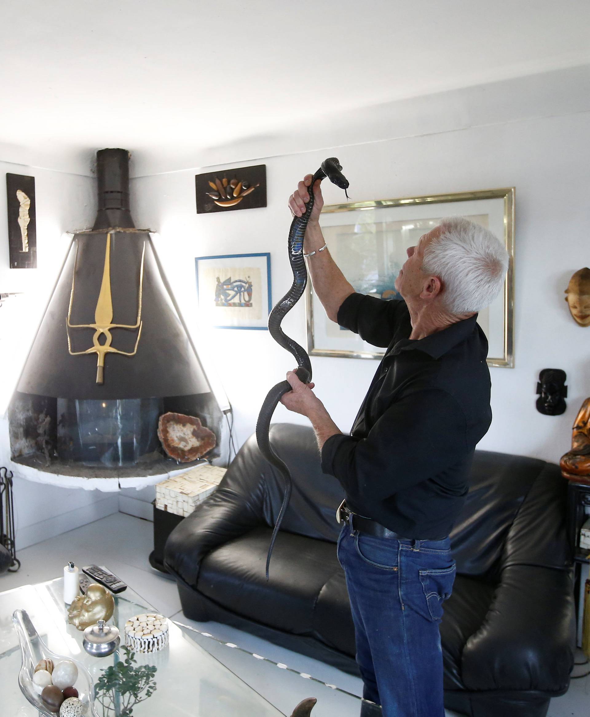 Philippe Gillet, 67 year-old Frenchman who lives with more than 400 reptiles and tamed alligators, looks at his black cobra in his living room in Coueron near Nantes