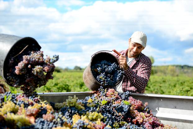 Handsome,Young,Man,Winemaker,In,His,Vineyard,During,Wine,Harvest