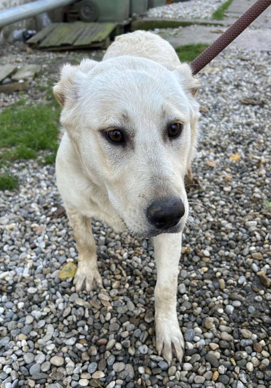 Iz romskog naselja u Međimurju spasili 37 pasa: 'Bez nadzora tu lutaju, a mačke ni ne prežive...'