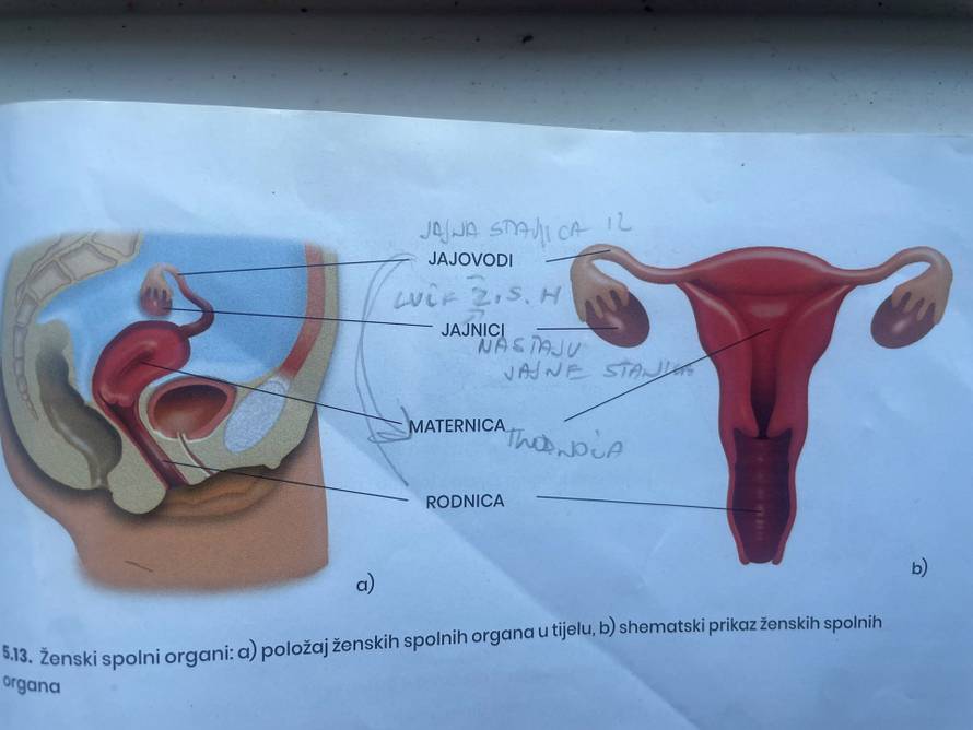 Ovo je udžbenik za 6. razred, pogledajte kako su prikazali muški, a kako ženski organ!