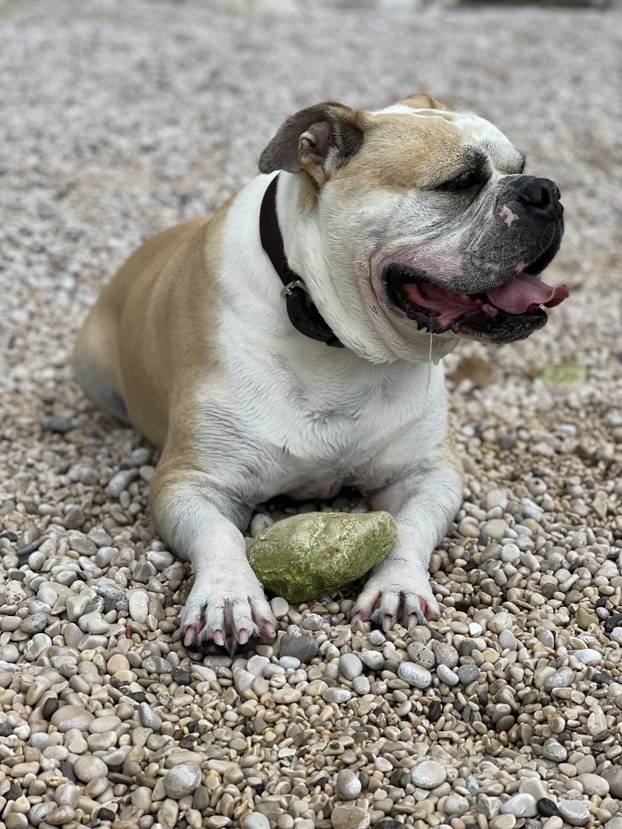 SUPER FOTKE vaših ljubimaca! Neki bi mogli biti viralni hit, ali svi su jednostavno neodoljivi