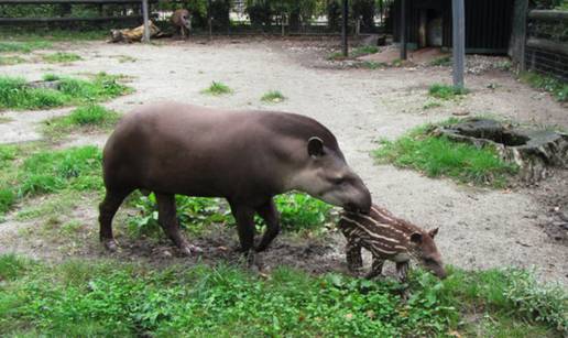 Tapir Boni novi je stanovnik zagrebačkog Zološkog vrta