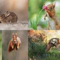 Pogledajte ove fotografije - dan vam može postati puno ljepši