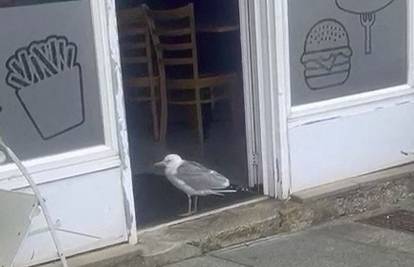 'Najpristojniji galeb na svijetu': Svaki dan strpljivo čeka u redu da mu damo pohanu kobasicu...