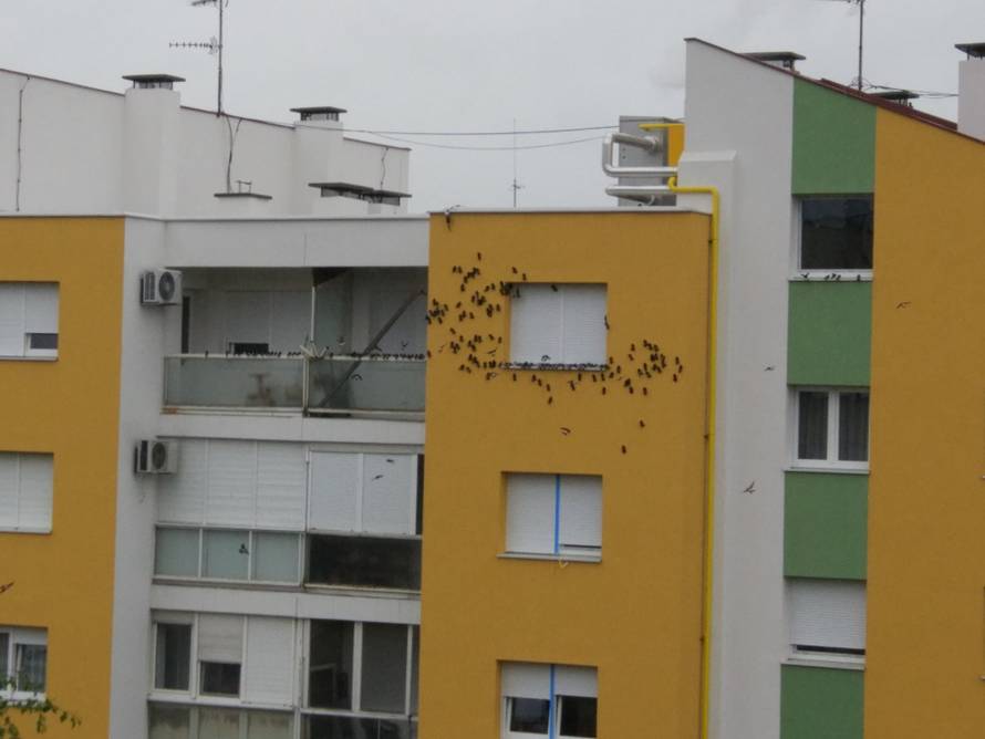 Kakva nova fasada?! Gdje su gnijezda? Kako ćemo se pariti?