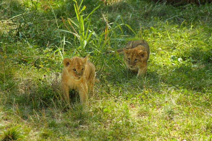 Mama ih pazi: Zagrebački lavići će se zvati Dunja i Mazalo?