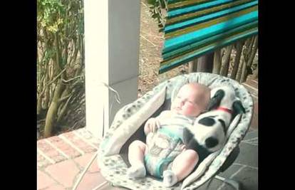 Eisleigh & Clyde: Beba ima neobičnu 'igračku' - pit bulla