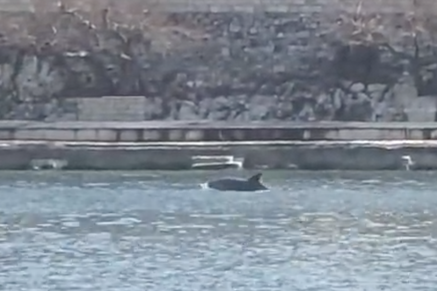 Dupini kod Bra&ccaron;a