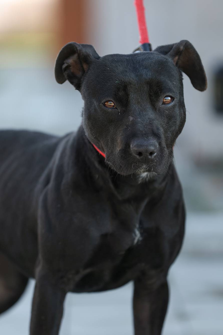 Zagreb: Psi u skloništu u Dumovcu 