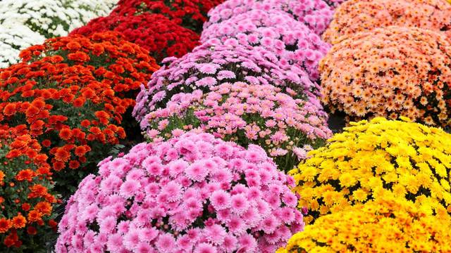 Osijek: Ponuda cvijeća na tržnici uoči blagdana Svi sveti