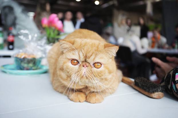 Rijeka: Međunarodna izložba mačaka