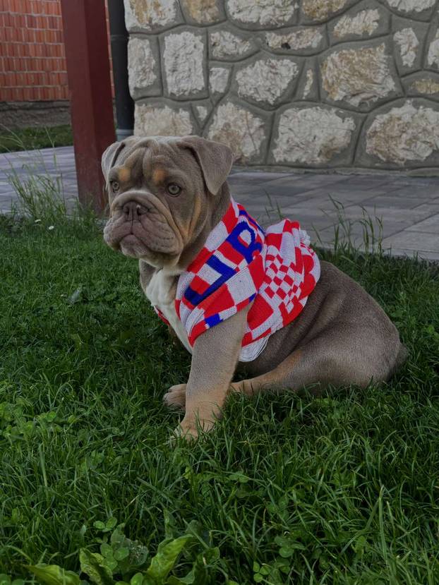 ŠAPE GORE! Ovako navijaju za repku ljubimci naših čitatelja