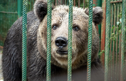 Medvjedica Mici (24) provela je život u kavezu iza restorana u Sloveniji. Napokon će ju spasiti