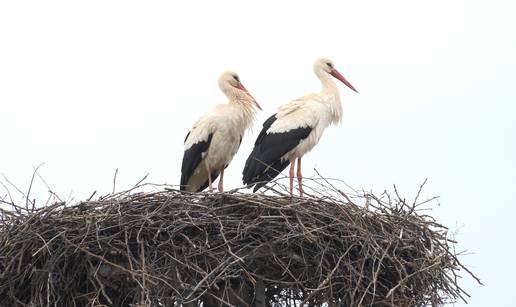 VIDEO Zavodnik Klepetan vratio se ku&cacute;i s novom partnericom