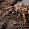 Pilota s alergijom na paukove usred leta je ugrizla tarantula