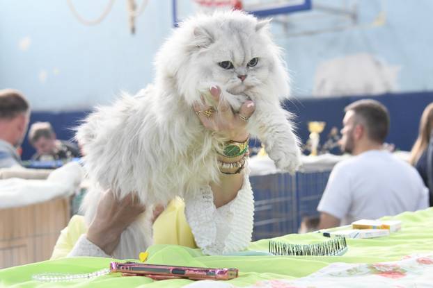 Bjelovar: Međunarodna izložba pasminskih mačaka u organizaciji Saveza felinoloških društava Hrvatske